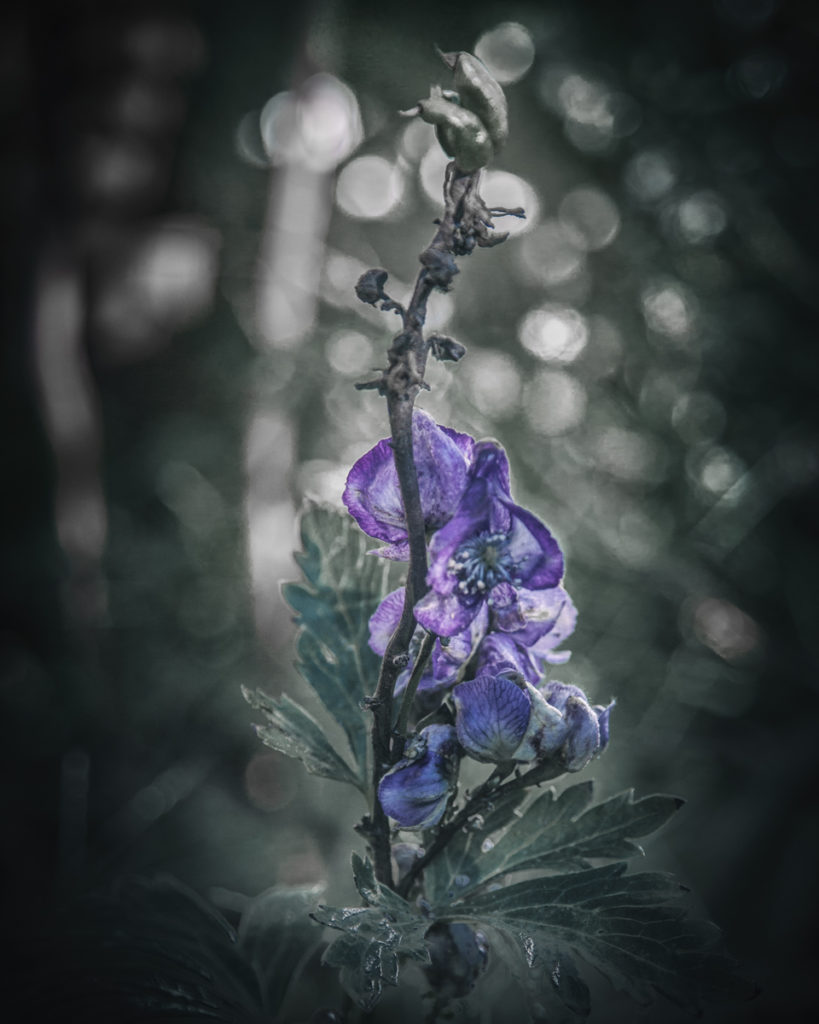 Growing Monkshood Particularly Poisonouse Grown In The Witch S Garden   MonkshoodOutdoors 819x1024 